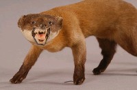 黃喉貂藏品圖，第2張